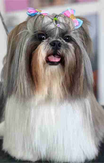 Perro Shih Tzu con pelaje largo y cuidado, adornado con lazos coloridos en la cabeza.