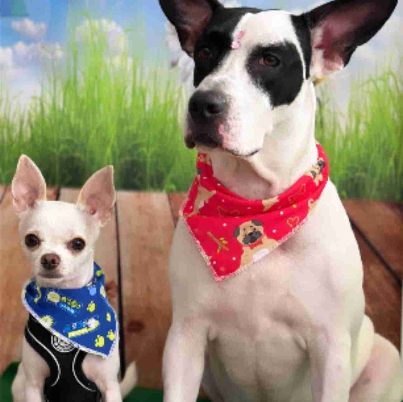 Chihuahua blanco y perro grande blanco y negro posando con pañuelos azul y rojo.