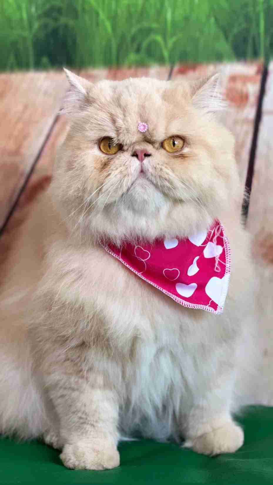Gato persa esponjoso con una flor en la frente y pañuelo rosa con corazones blancos.