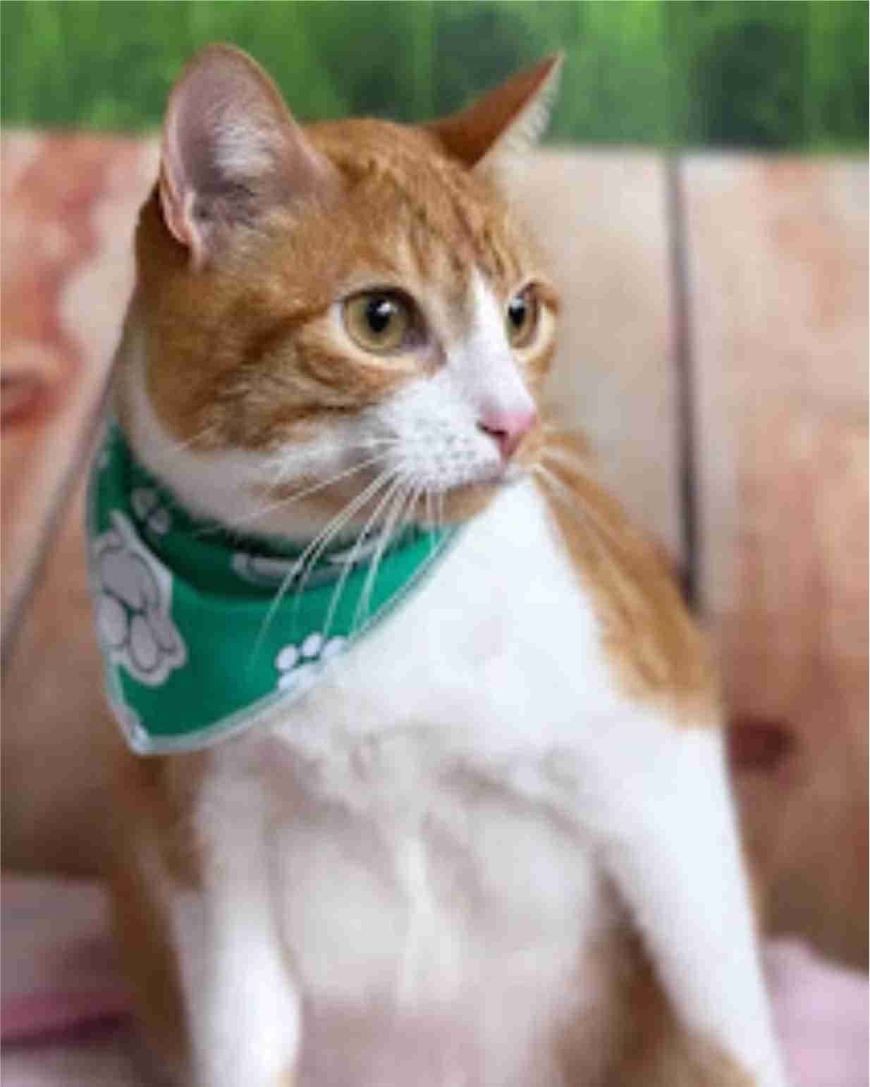 Gato naranja y blanco con un pañuelo verde de huellas, mirando hacia un lado.
