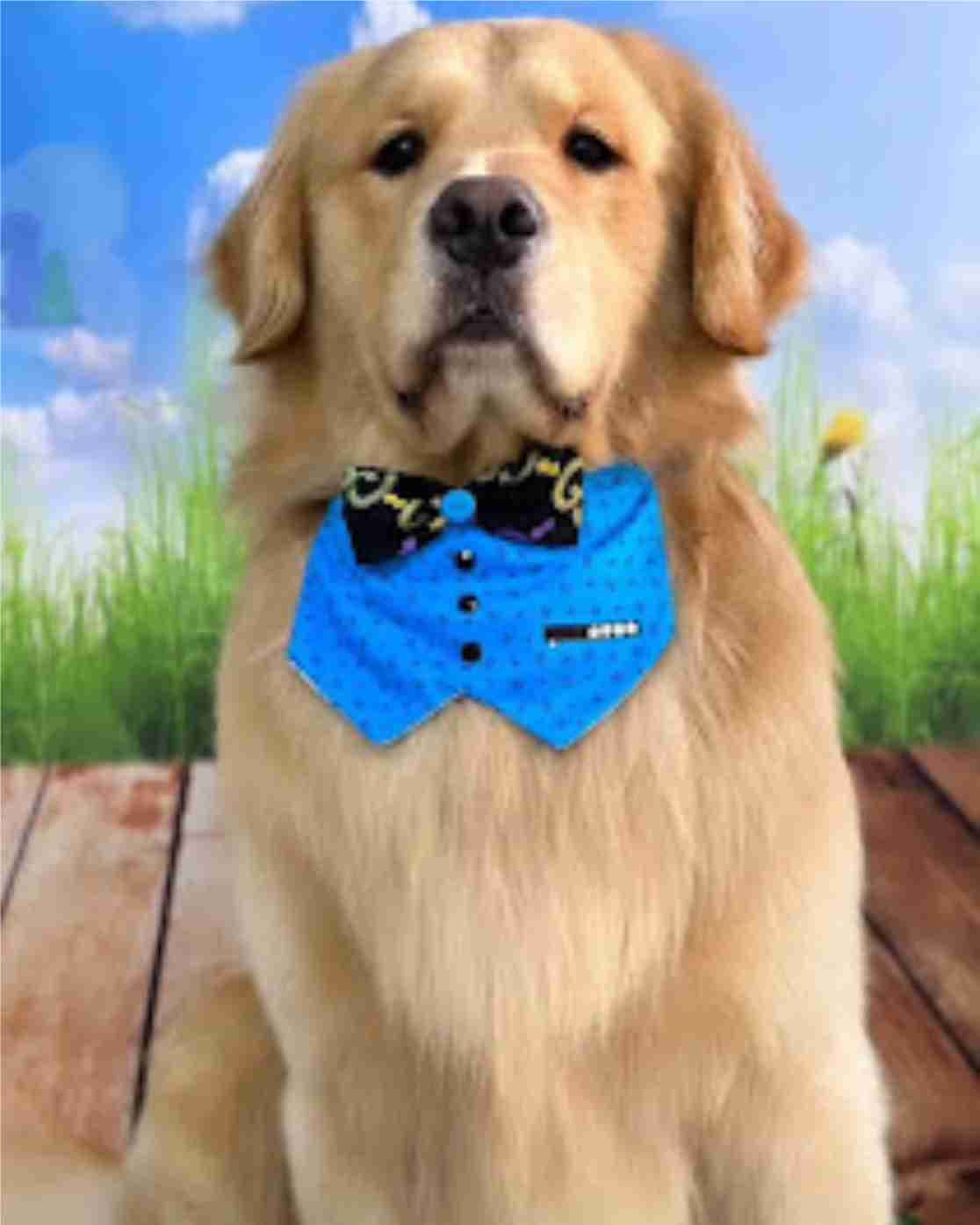 Golden Retriever con pañuelo azul estilo esmoquin y pajarita negra posando al aire libre.