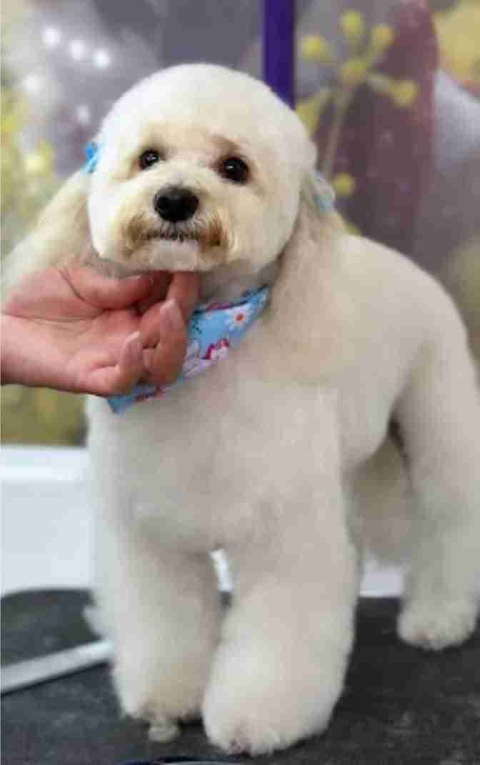 Perro blanco y esponjoso con pañuelo azul mientras una mano sostiene su barbilla.