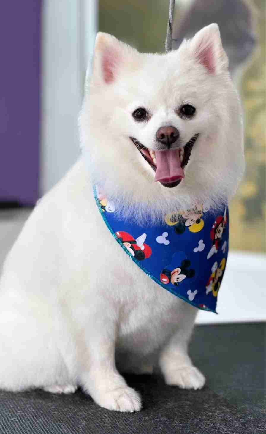 Perro blanco y esponjoso sonriendo con un pañuelo azul de Mickey Mouse al cuello.