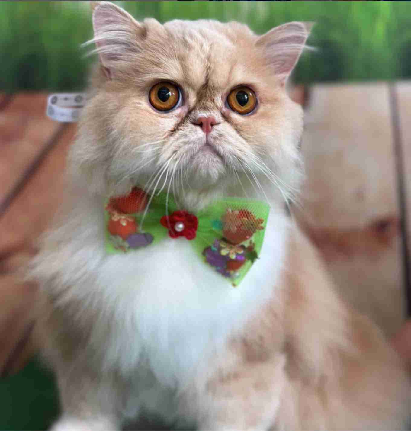 Gato persa esponjoso con ojos ámbar y una pajarita verde decorada sobre un fondo difuminado.