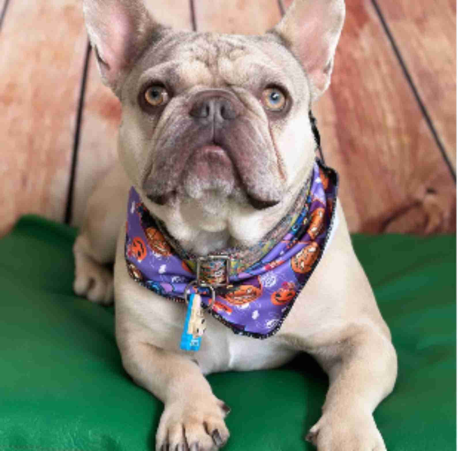 Bulldog francés leonado con un pañuelo morado de Halloween, acostado sobre una superficie verde.