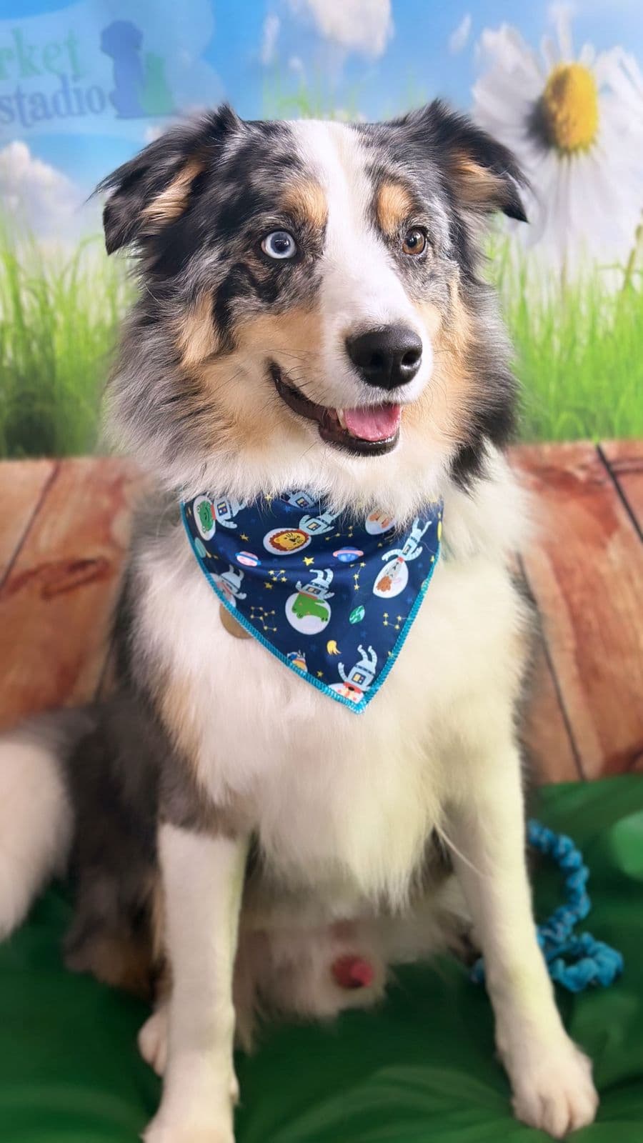 Pastor australiano con heterocromía y un pañuelo azul con motivos espaciales, posando alegremente.